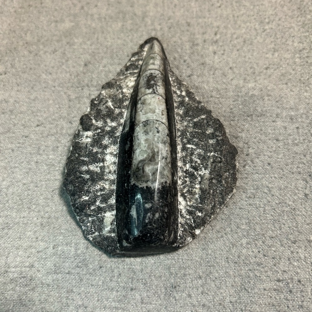Orthoceras Fossil